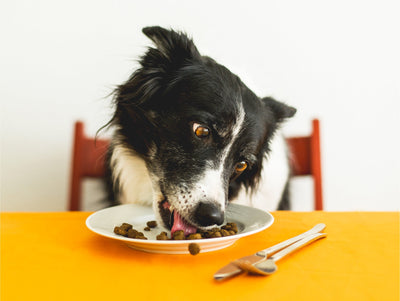 🥩 Choosing the Right Diet; Wet vs. Dry vs. Raw for Dogs & Cats