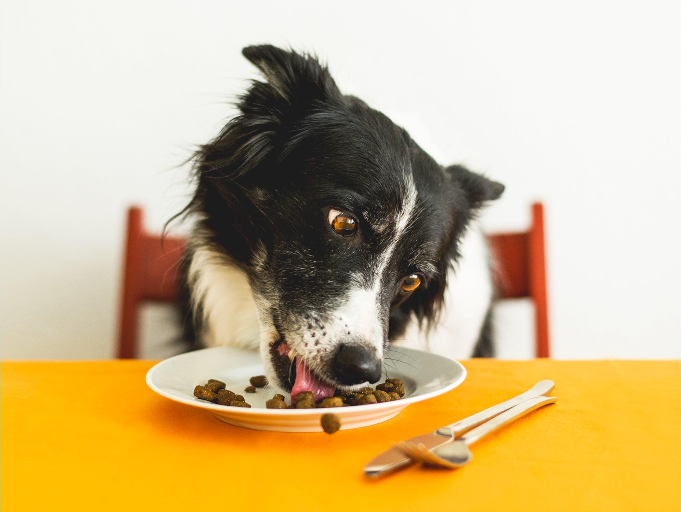 🥩 Choosing the Right Diet; Wet vs. Dry vs. Raw for Dogs & Cats