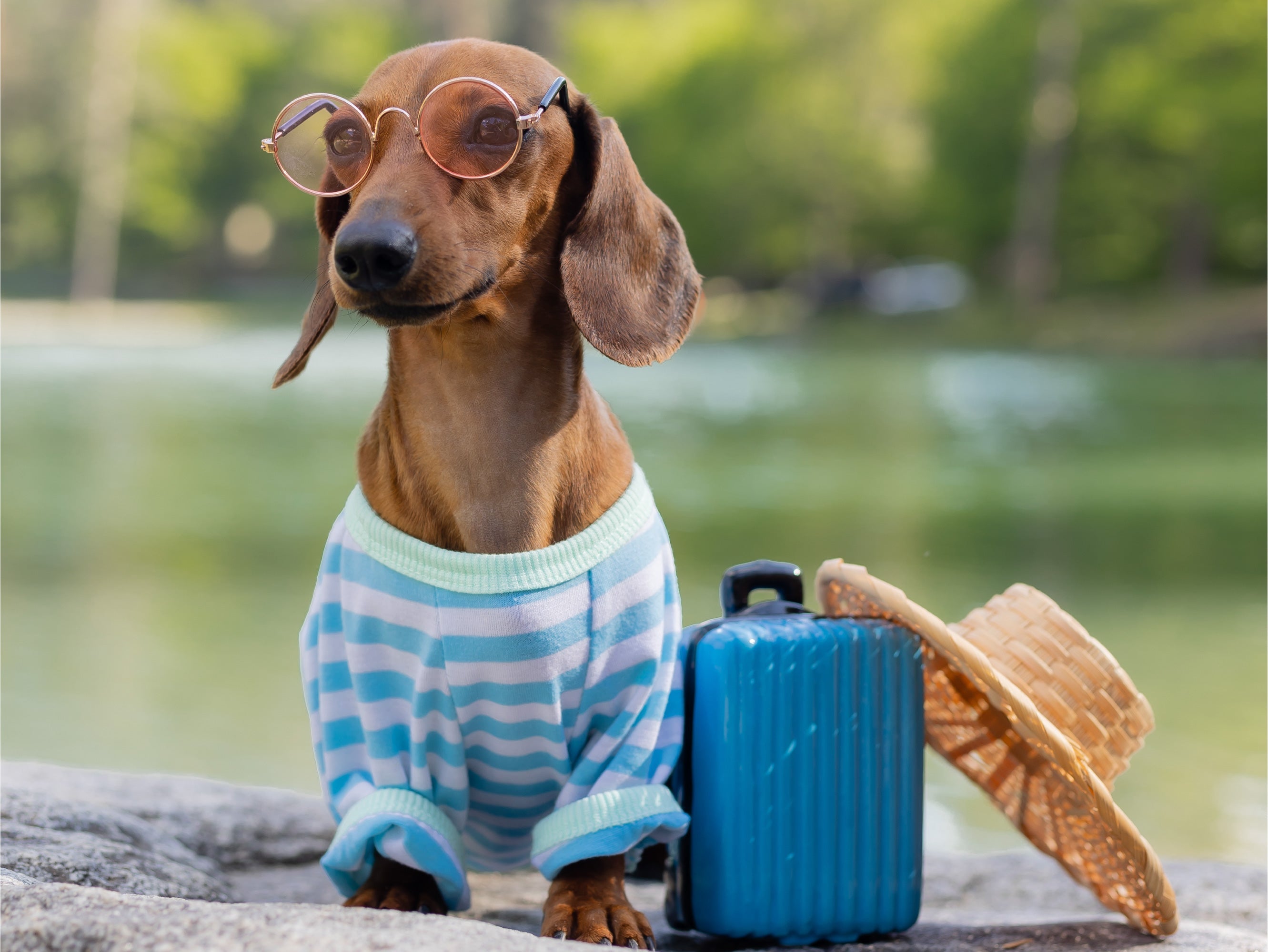 ✈️ How to Travel with Your Pet Stress-Free (and Guilt-Free)?