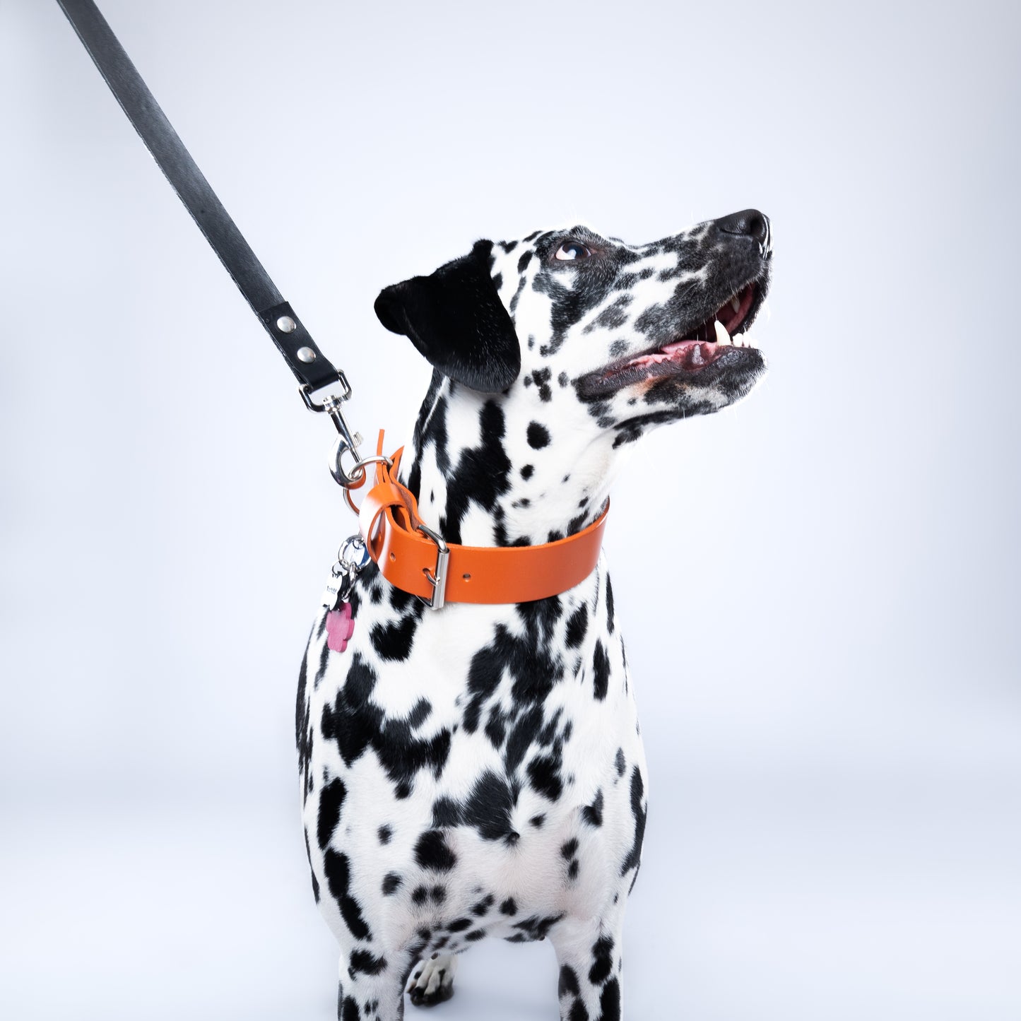 Black PawFlex PAWPAW Dog Leash