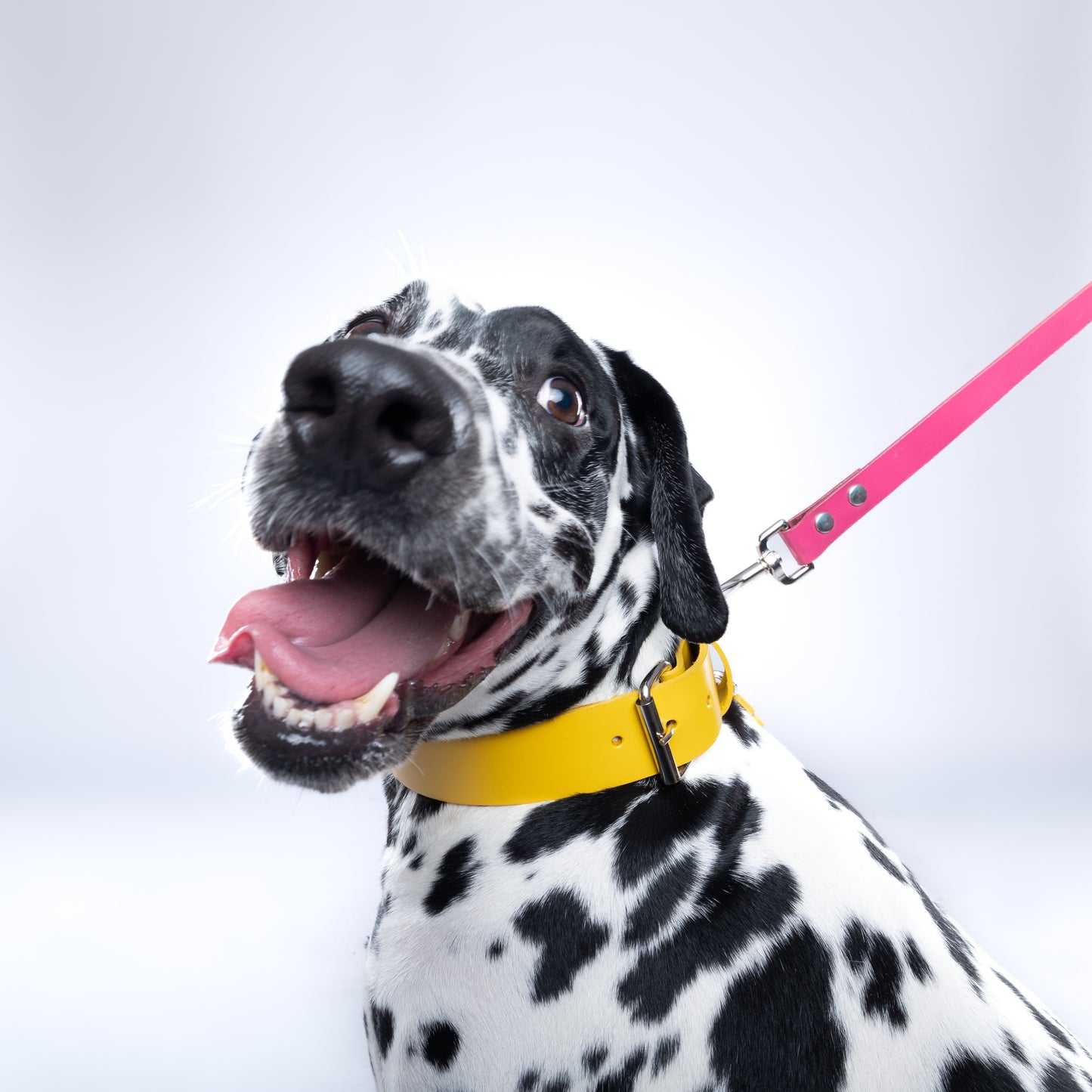 Yellow PAWPAW Dog Leather Collar