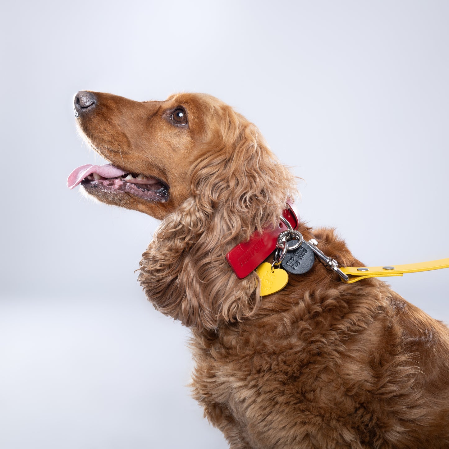 “Nap Hard Play Hard” PَAWPAW Dog Collar Charm