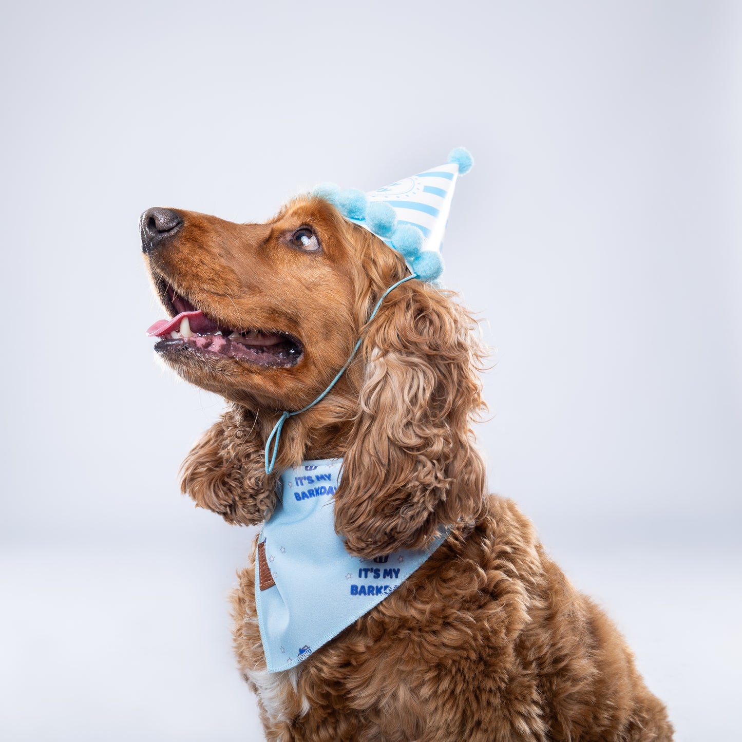“It's My Barkday” Blue PAWPAW Dog Bandana