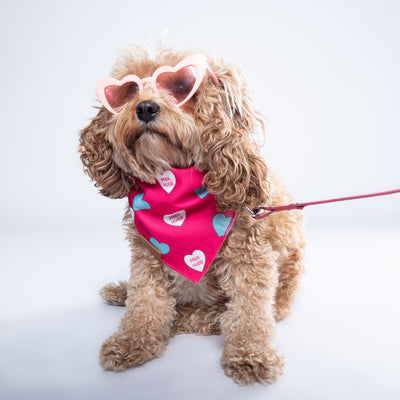 “Free Hugs” PAWPAW Dog Bandana