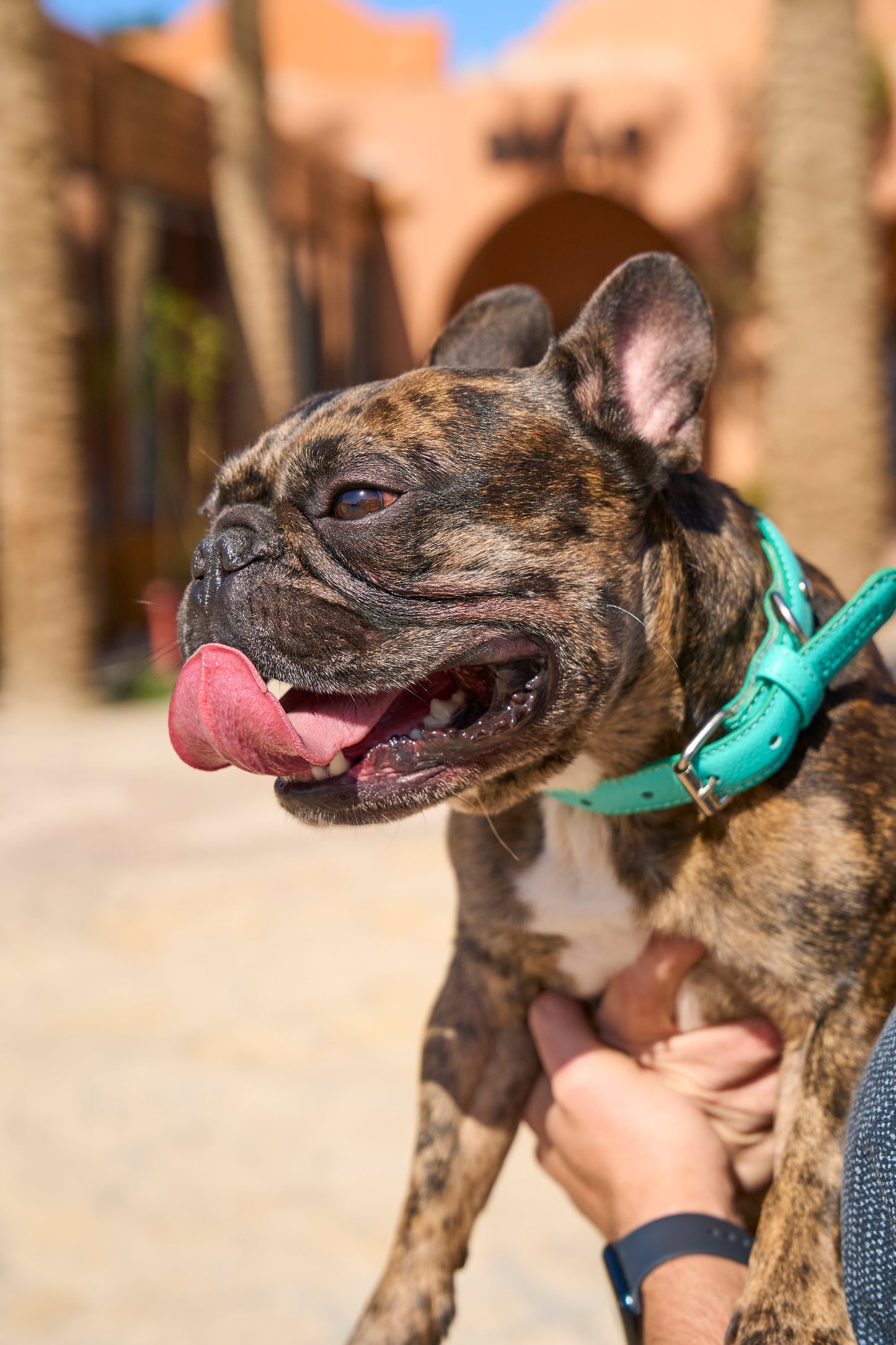 Teal PAWPAW Dog Leather Collar