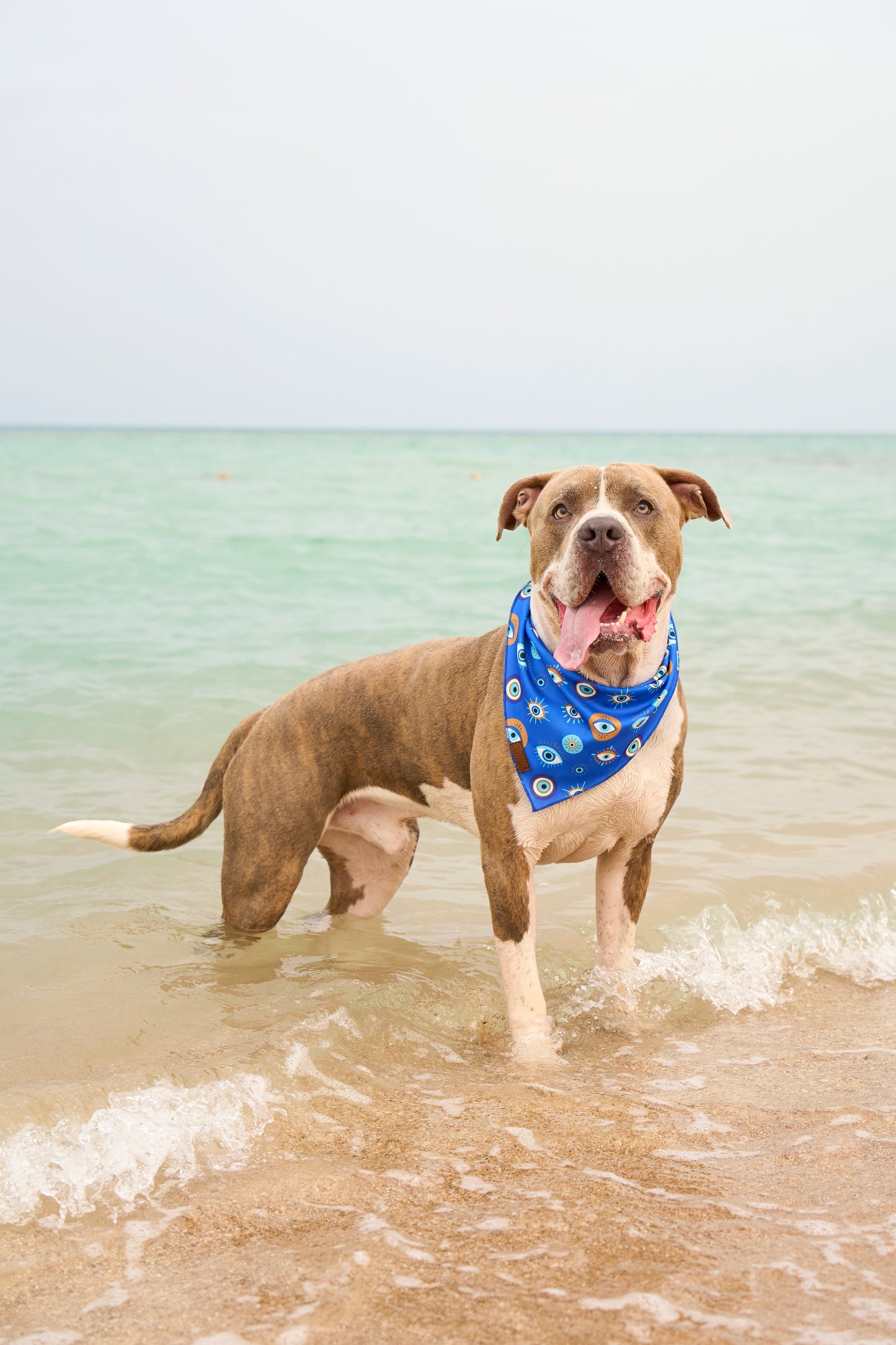 “Pawtective Eye” PAWPAW Dog Bandana