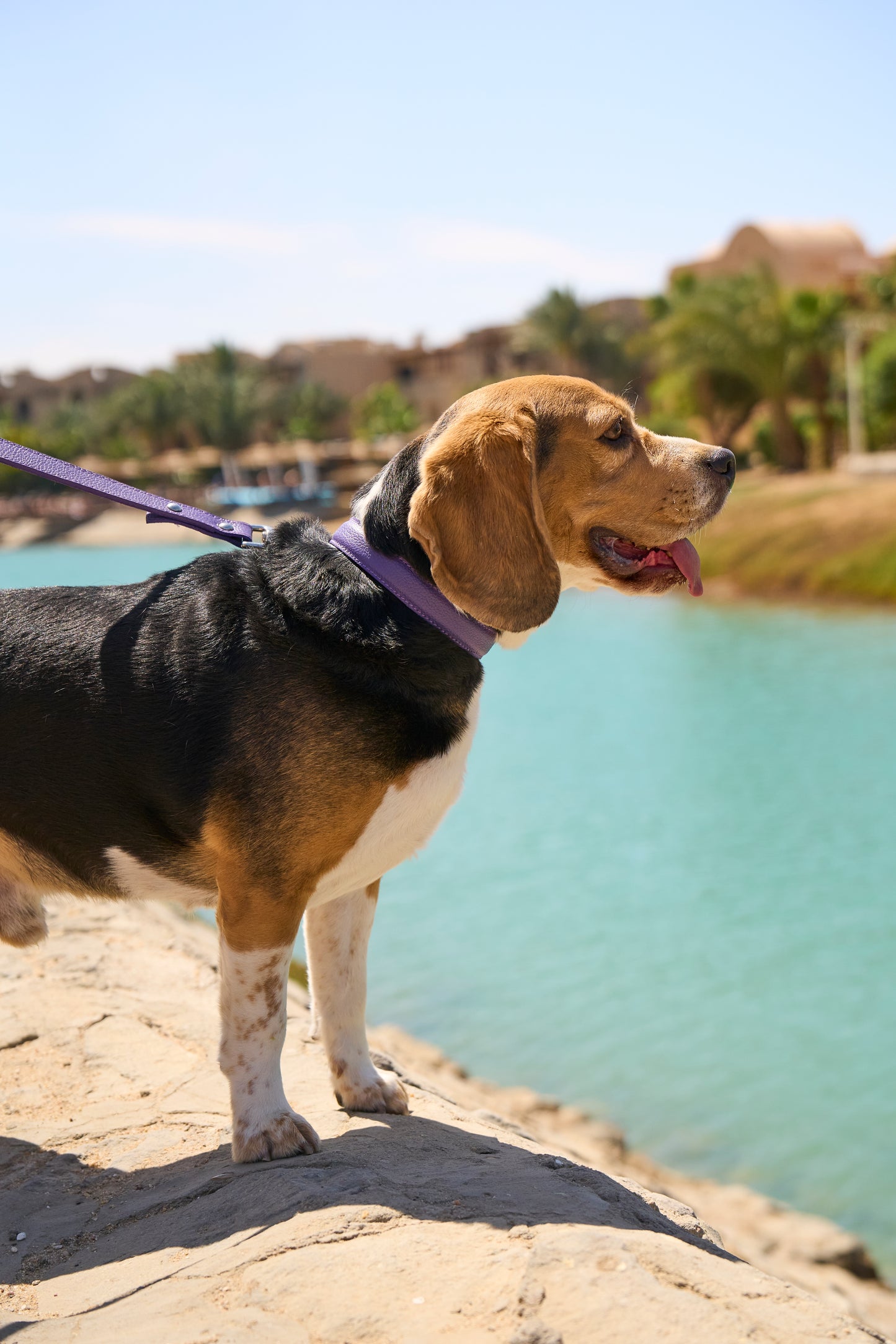 Purple PAWPAW Dog Leather Collar