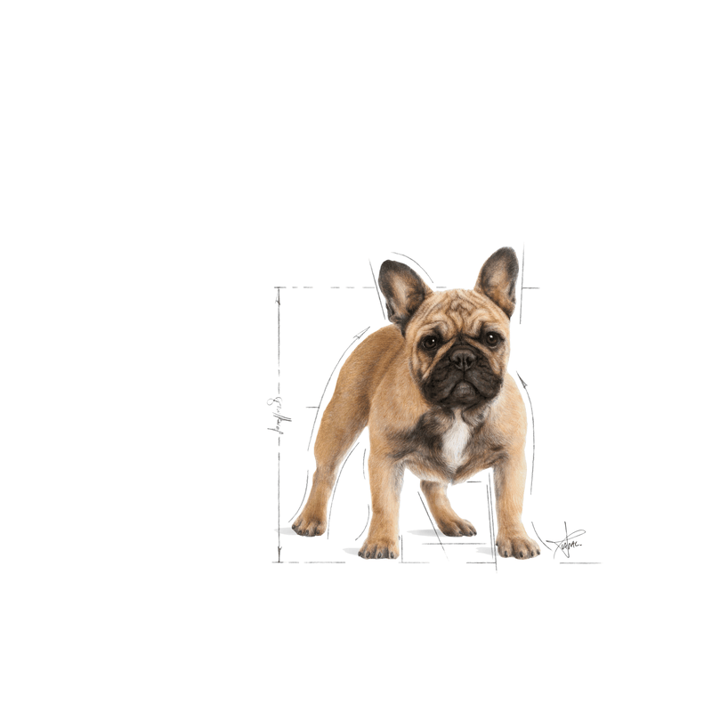 French Bulldog Royal Canin Adult Dog Food