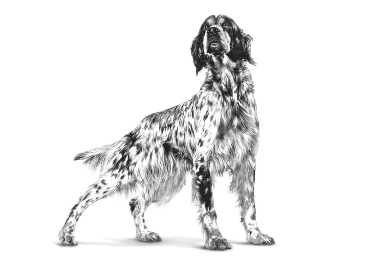 Gastrointestinal Low Fat Royal Canin All Breeds Adult Dog Food