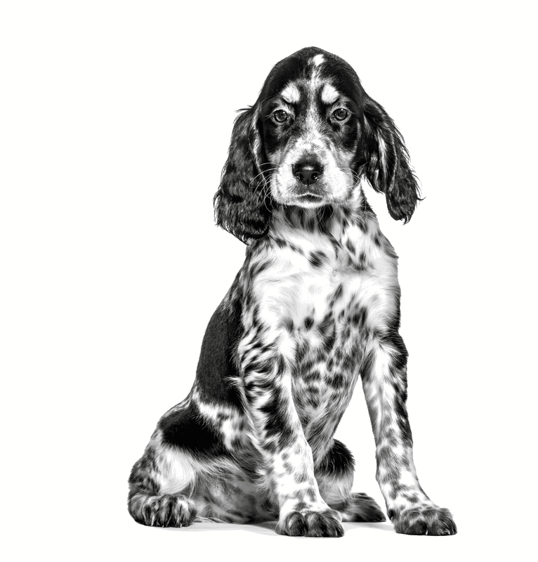 Gastrointestinal Royal Canin All Breeds Puppy Food
