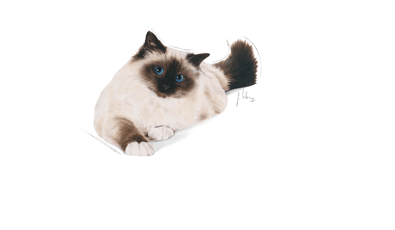 Hairball Care Royal Canin All Breeds Adult Cat Food
