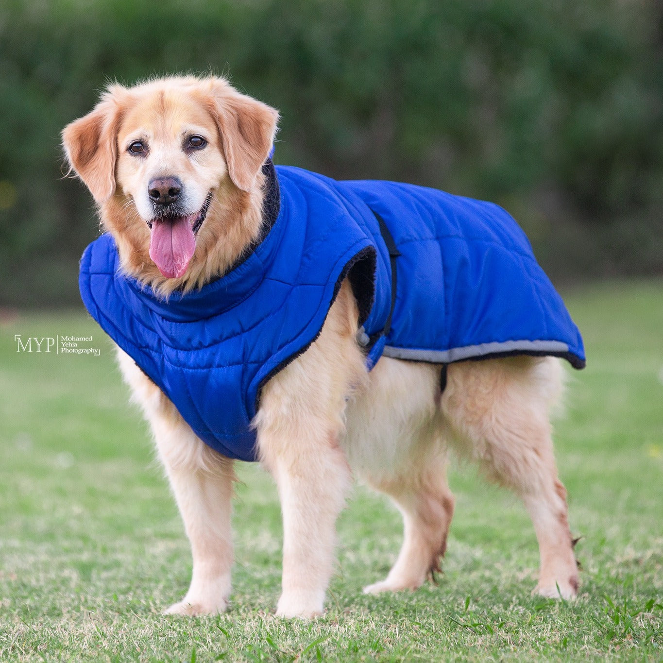 “Blue” Fluffy & Co. Dog Coat