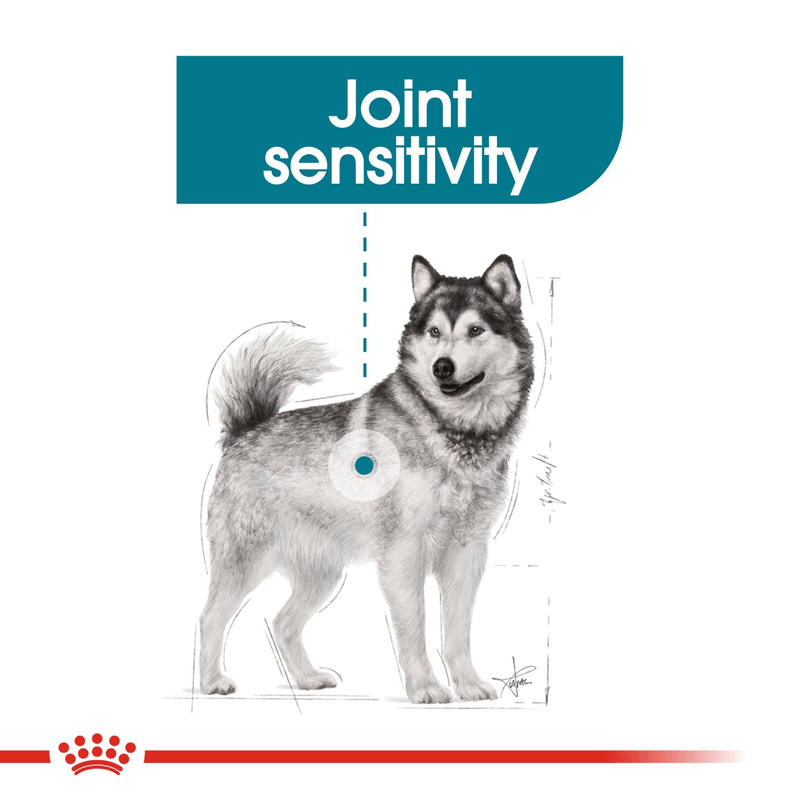 Maxi Joint Care Royal Canin Large Breed Adult Dog Food