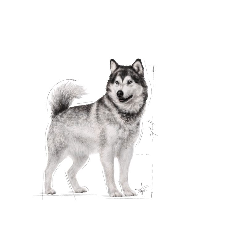 Maxi Joint Care Royal Canin Large Breed Adult Dog Food