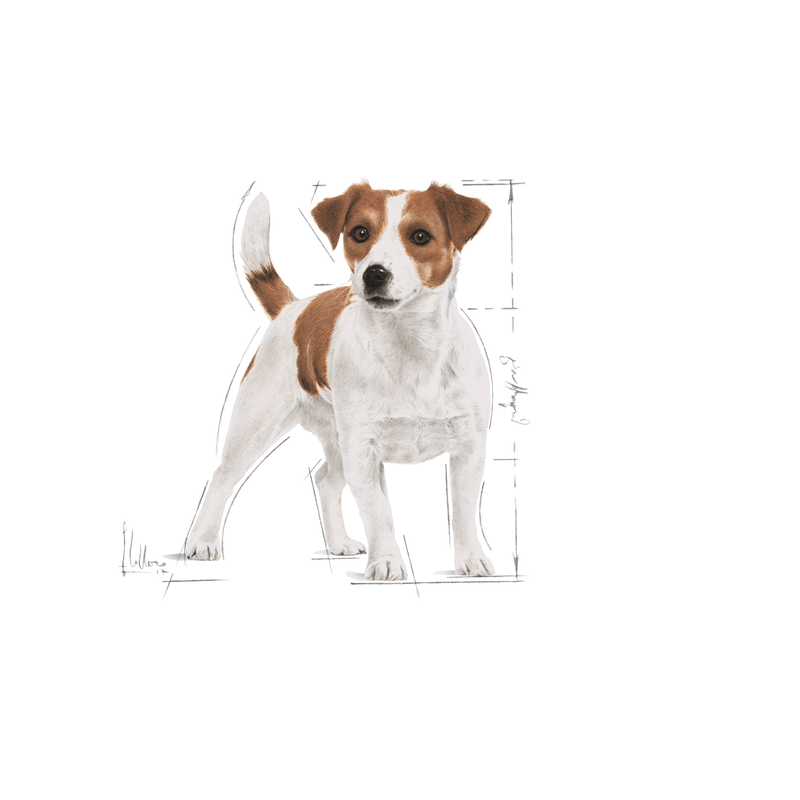 Mini Royal Canin Small Breed Adult Dog Food