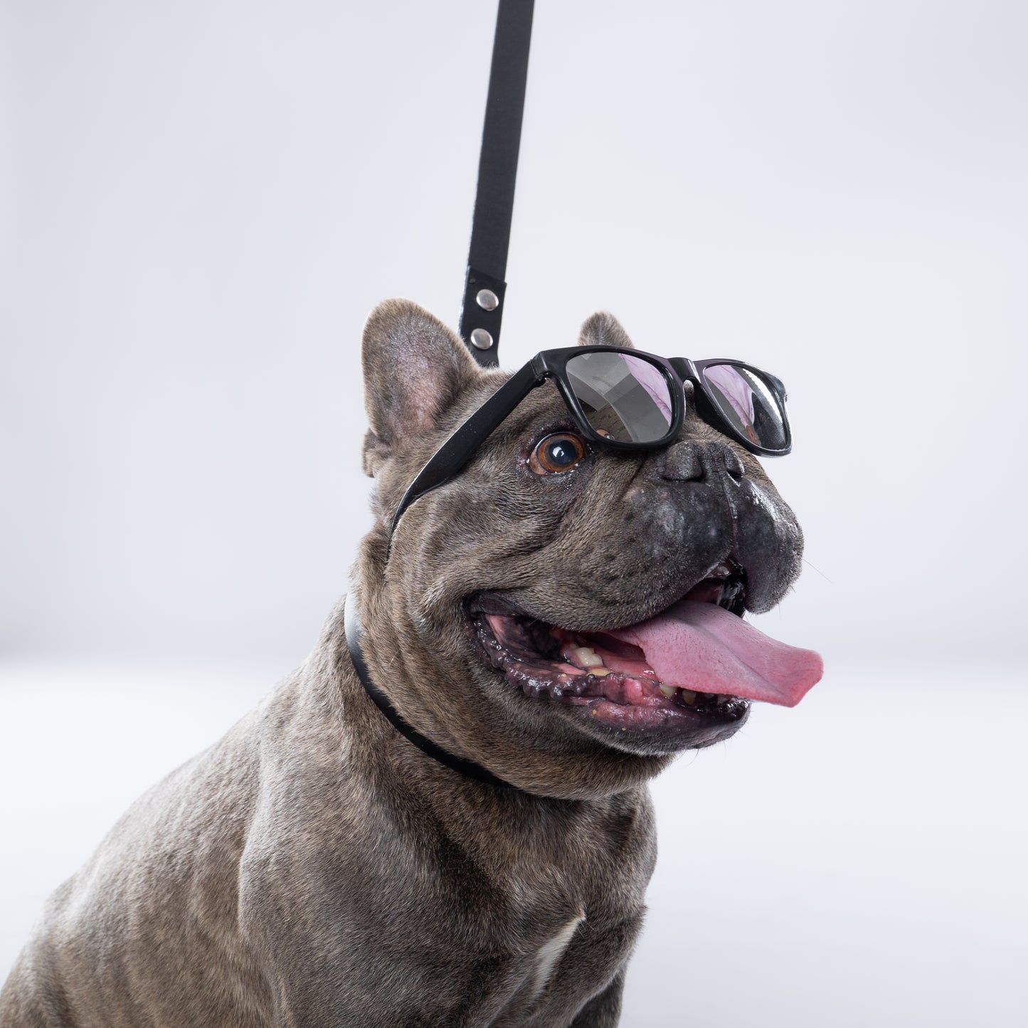 Black PawFlex PAWPAW Dog Leash