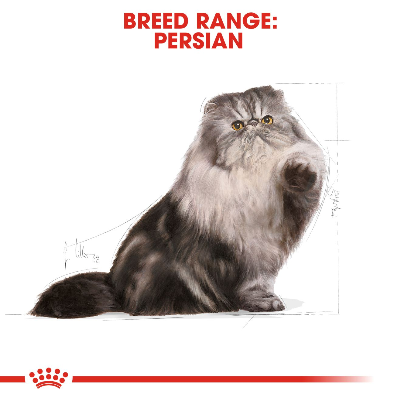 Persian 10Kg Royal Canin Adult Cat Food + FREE Stiinger Premium Litter 4Kg