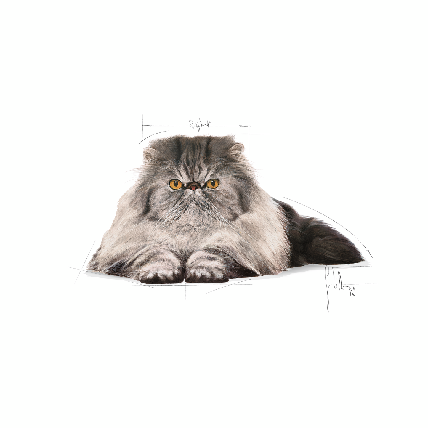 Persian 10Kg Royal Canin Adult Cat Food + FREE Stiinger Premium Litter 4Kg