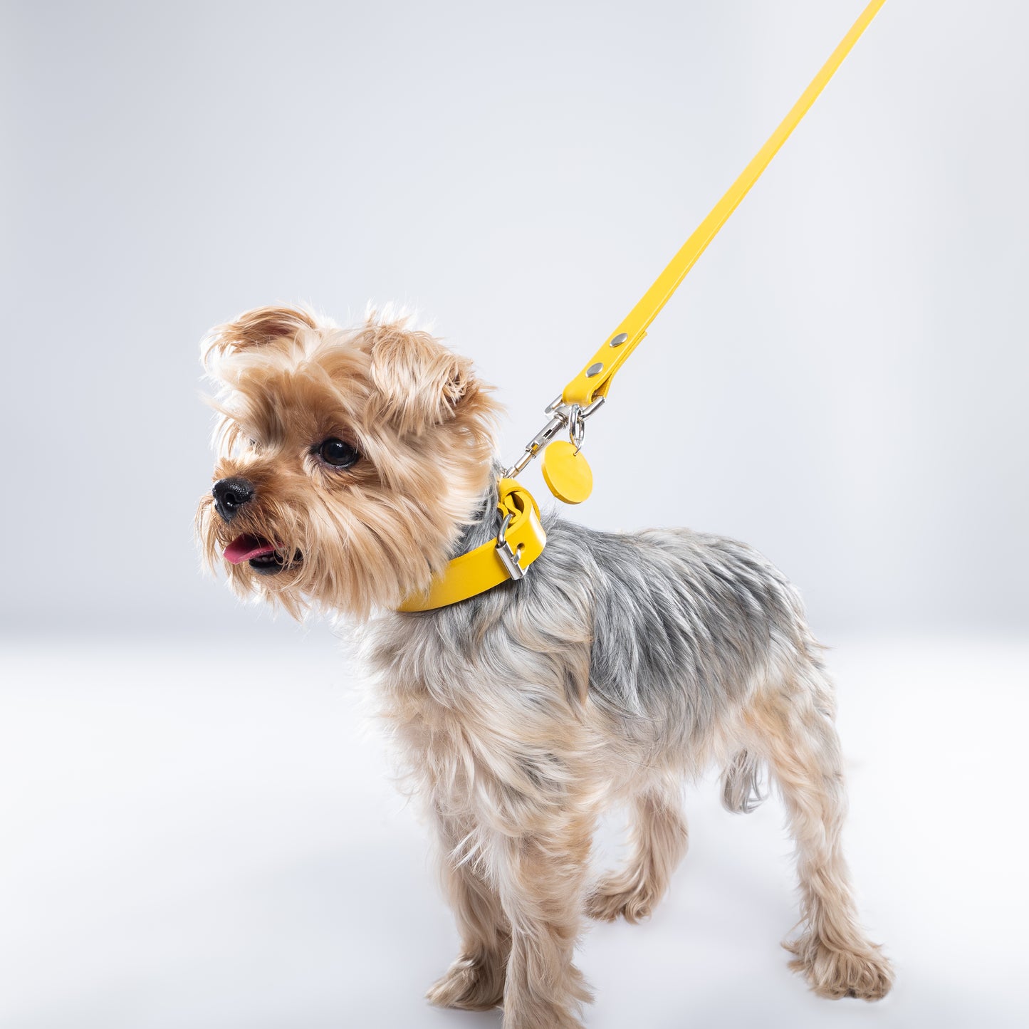 Yellow PAWPAW Dog Collar + Leash Set