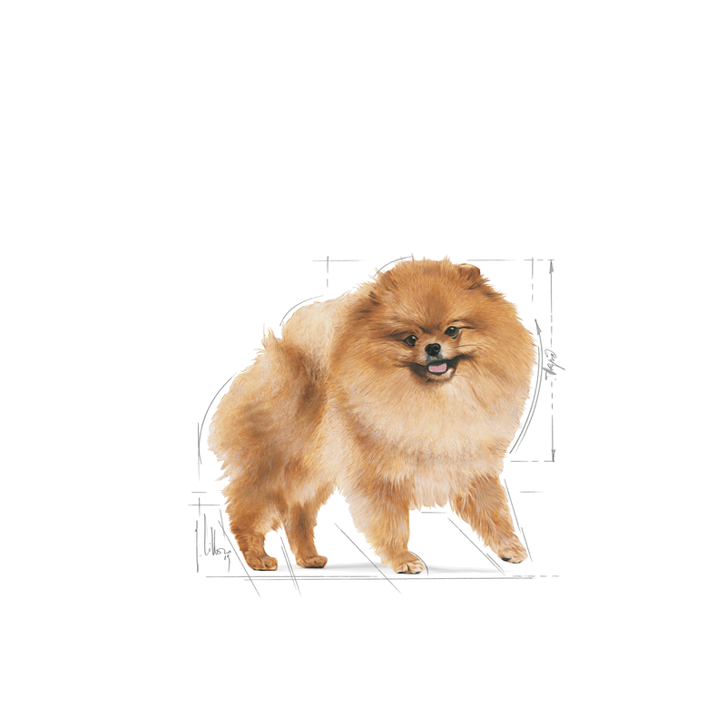 Pomeranian Royal Canin Adult Dog Food