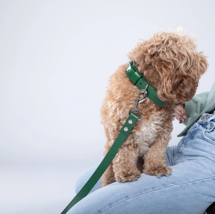 Green PAWPAW Dog Collar + Leash Set