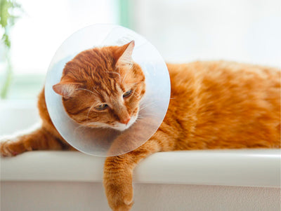 🦟 Why Flea & Tick Protection Is a Must in the Hot Months?