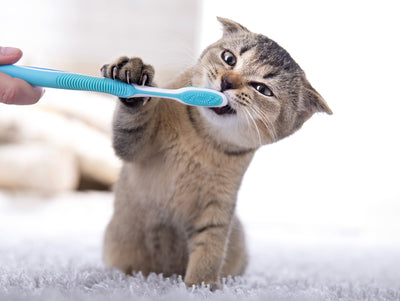 🦷 Say Goodbye to Bad Breath: The Ultimate Guide to Cat & Dog Dental Care