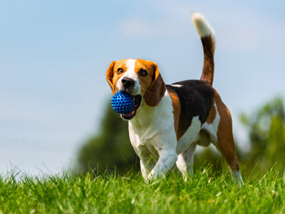 🐾 How to Build the Perfect Daily Routine for Your Pet!