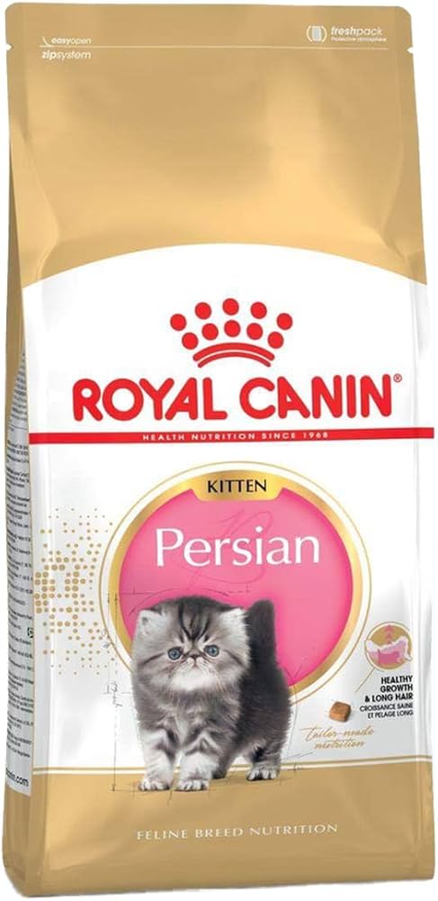 Kitten Persian