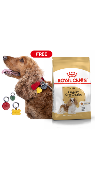Cavalier King Charles Royal Canin Adult Dog Food + FREE PAWPAW CHARM