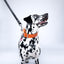 Black PawFlex PAWPAW Dog Leash
