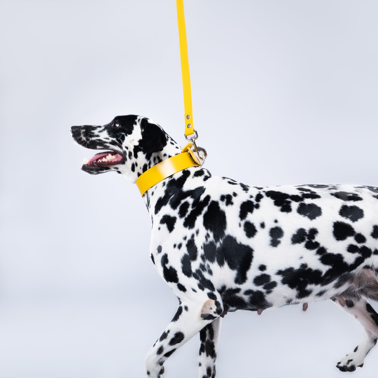 Yellow PawFlex PAWPAW Dog Leash