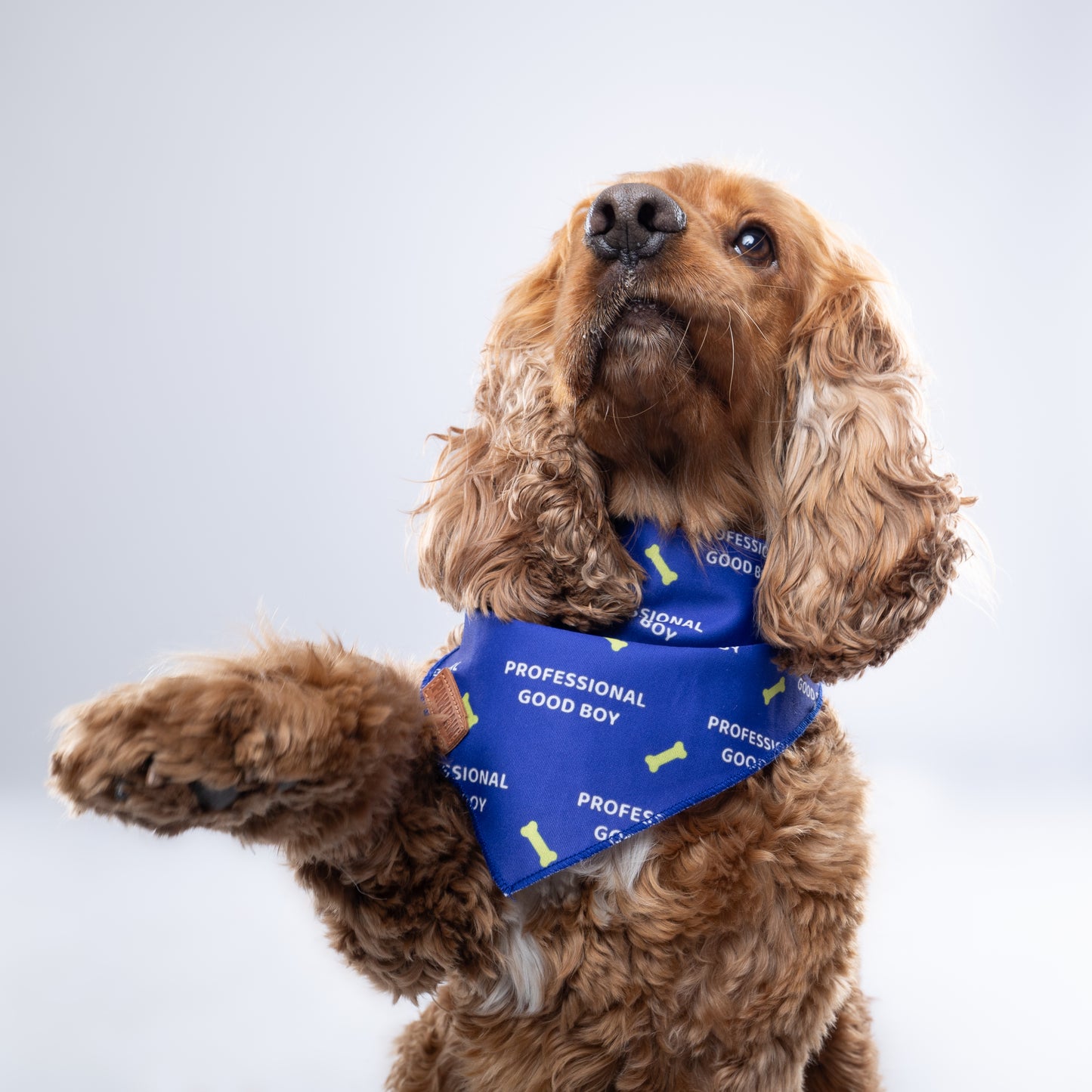 “Professional Goodboy” PAWPAW Dog Bandana