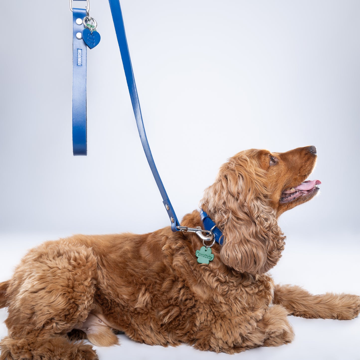 Blue PawFlex PAWPAW Dog Leash