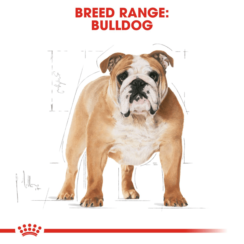 Bulldog Royal Canin Adult Dog Food