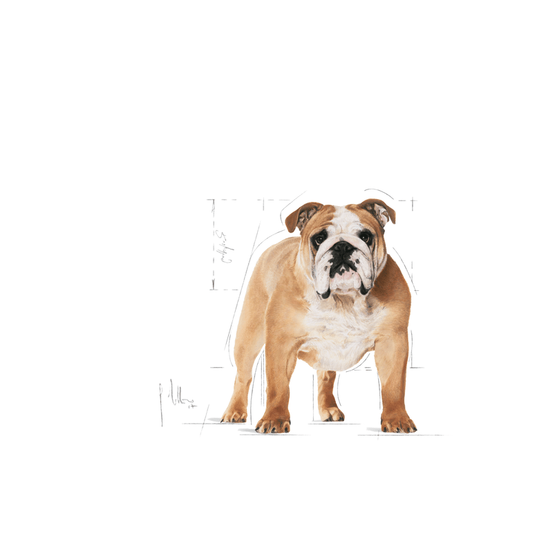 Bulldog Royal Canin Adult Dog Food