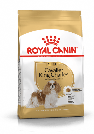 Cavalier King Charles Adult