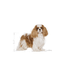 Cavalier King Charles Royal Canin Adult Dog Food