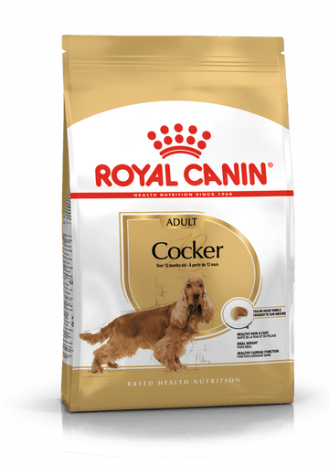 Cocker Spaniel Adult