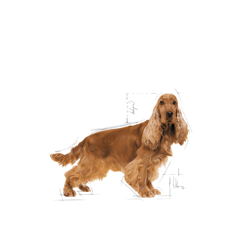 Cocker Spaniel Royal Canin Adult Dog Food