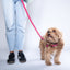 Pink PAWPAW Dog Collar + Leash Set