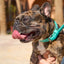 Teal PAWPAW Dog Leather Collar
