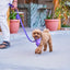 Purple PawFlex PAWPAW Dog Leash