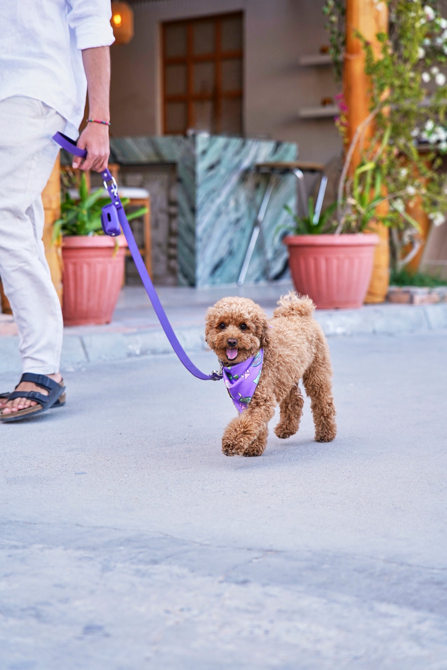Purple PawFlex PAWPAW Dog Leash