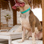 Teal PAWPAW Dog Leather Collar