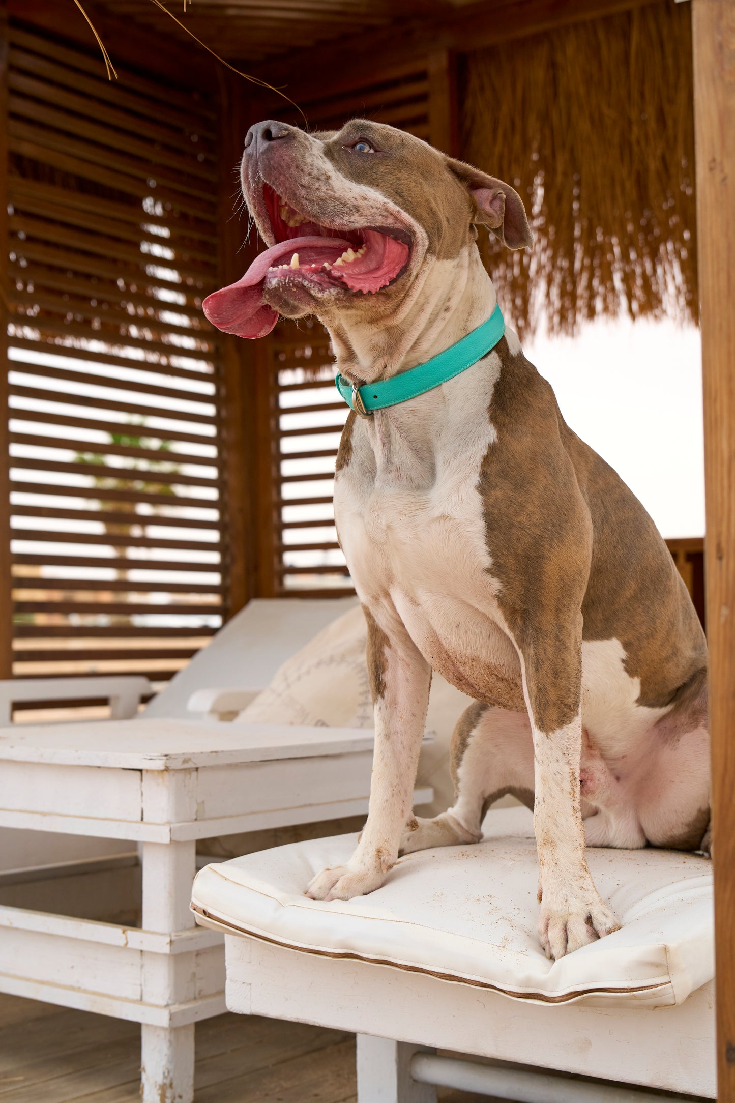 Teal PAWPAW Dog Leather Collar