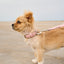 Light Pink PAWPAW Dog Leather Collar