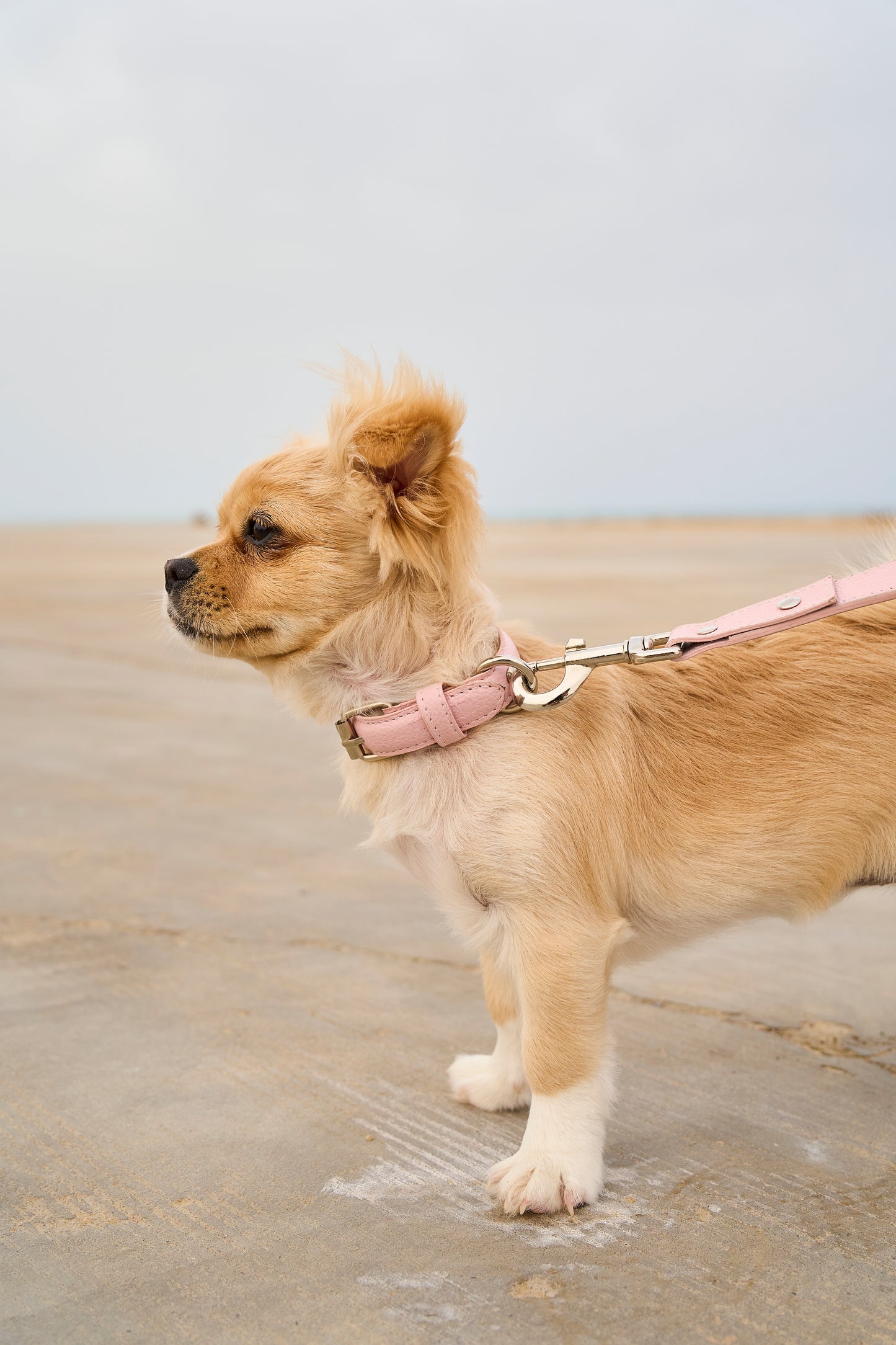 Light Pink PAWPAW Dog Leather Collar