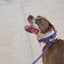 Purple PAWPAW Dog Leather Collar