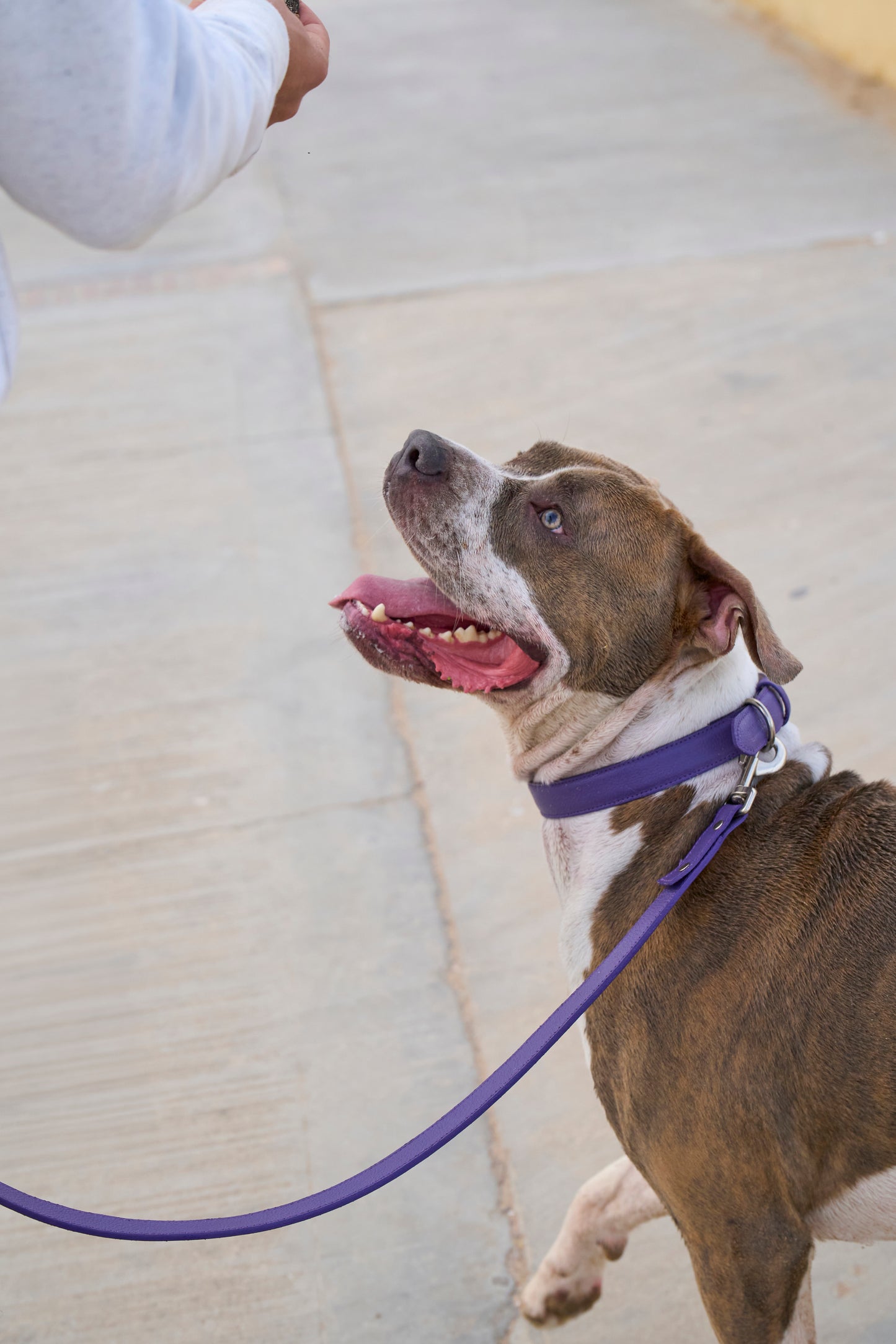 Purple PAWPAW Dog Leather Collar